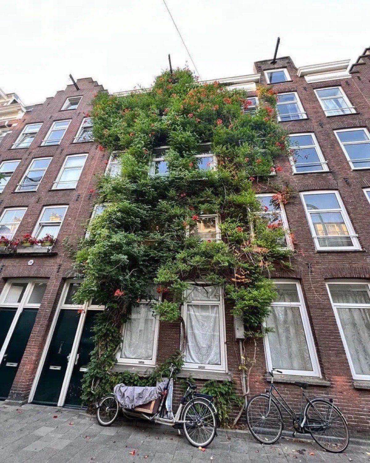 A leafy residential façade and parked cargo bicycle in De Pijp.