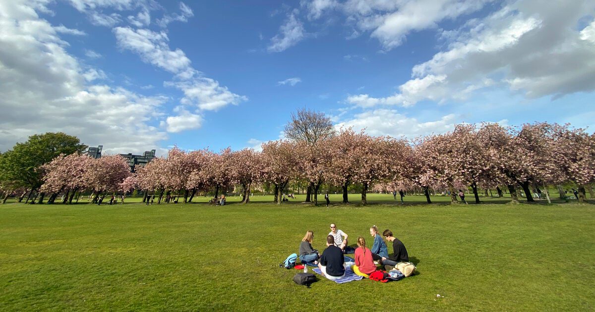 Picnickers on the lawns beneath spring blossom in Edinburgh’s Meadows.