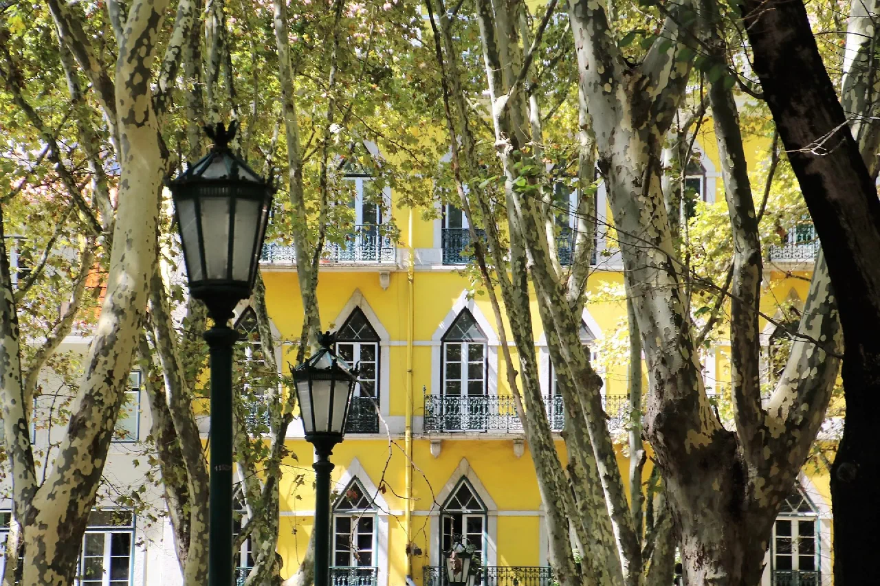 Trees and streetlamps along Avenida da Liberdade.