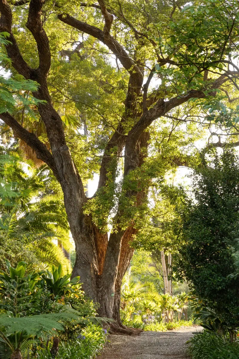 A garden path beneath mature palms and trees at Quinta Jardins do Lago in Funchal.