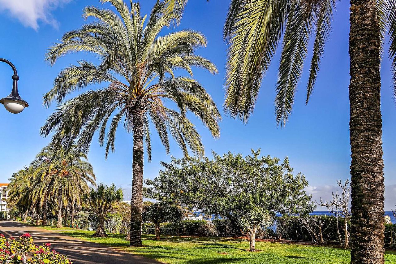 Palms and gardens along Funchal’s Lido promenade.