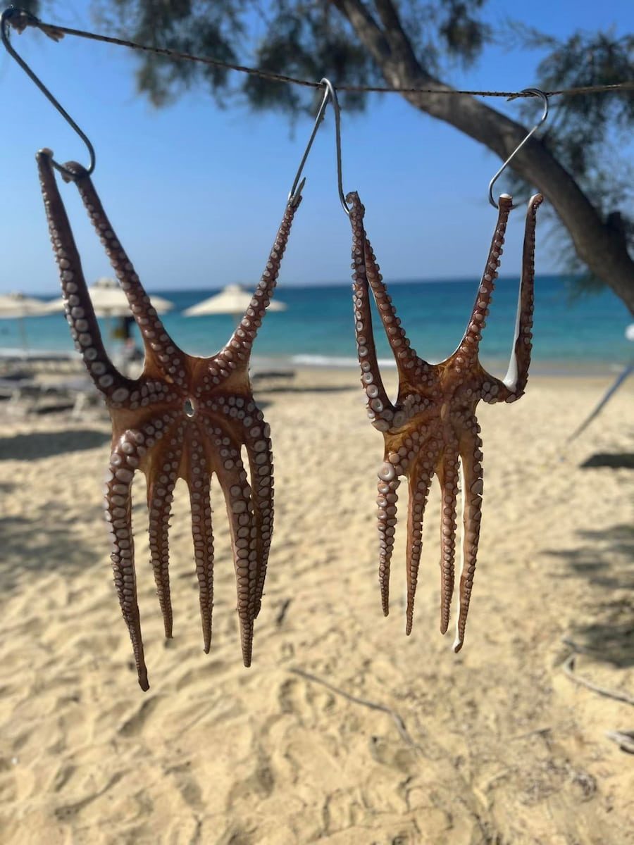 Octopuses hanging to dry before Plaka beach, among cedars and parasols